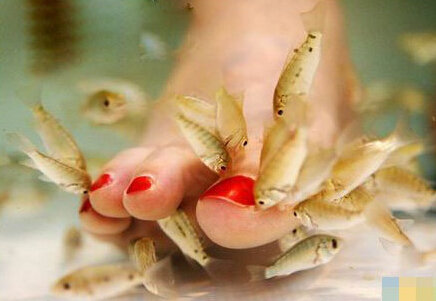土耳其魚療,一次神奇的魚療體驗
