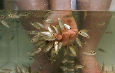 土耳其魚療,一次神奇的魚療體驗